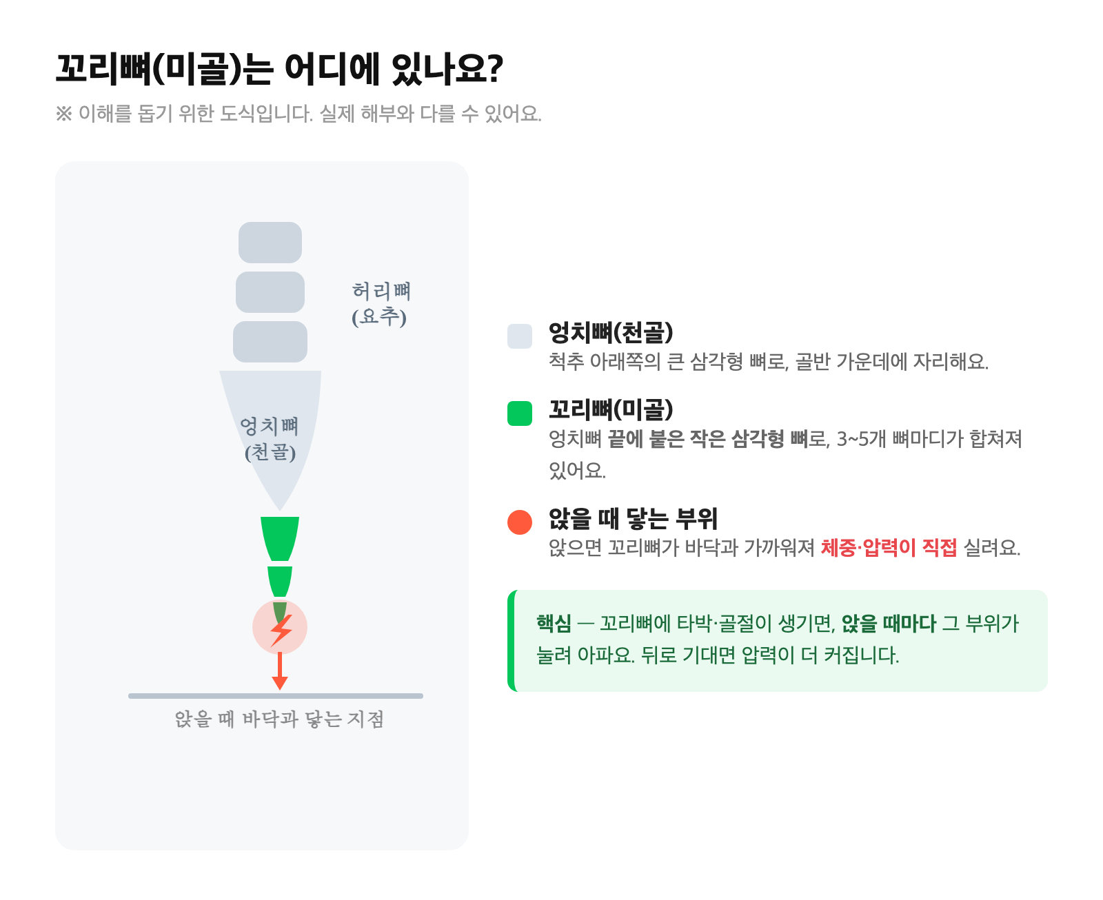 미골(꼬리뼈) 해부 도식 — 척추 맨 끝 엉치뼈(천골) 아래 작은 삼각형 뼈, 앉을 때 바닥과 닿는 위치 표시