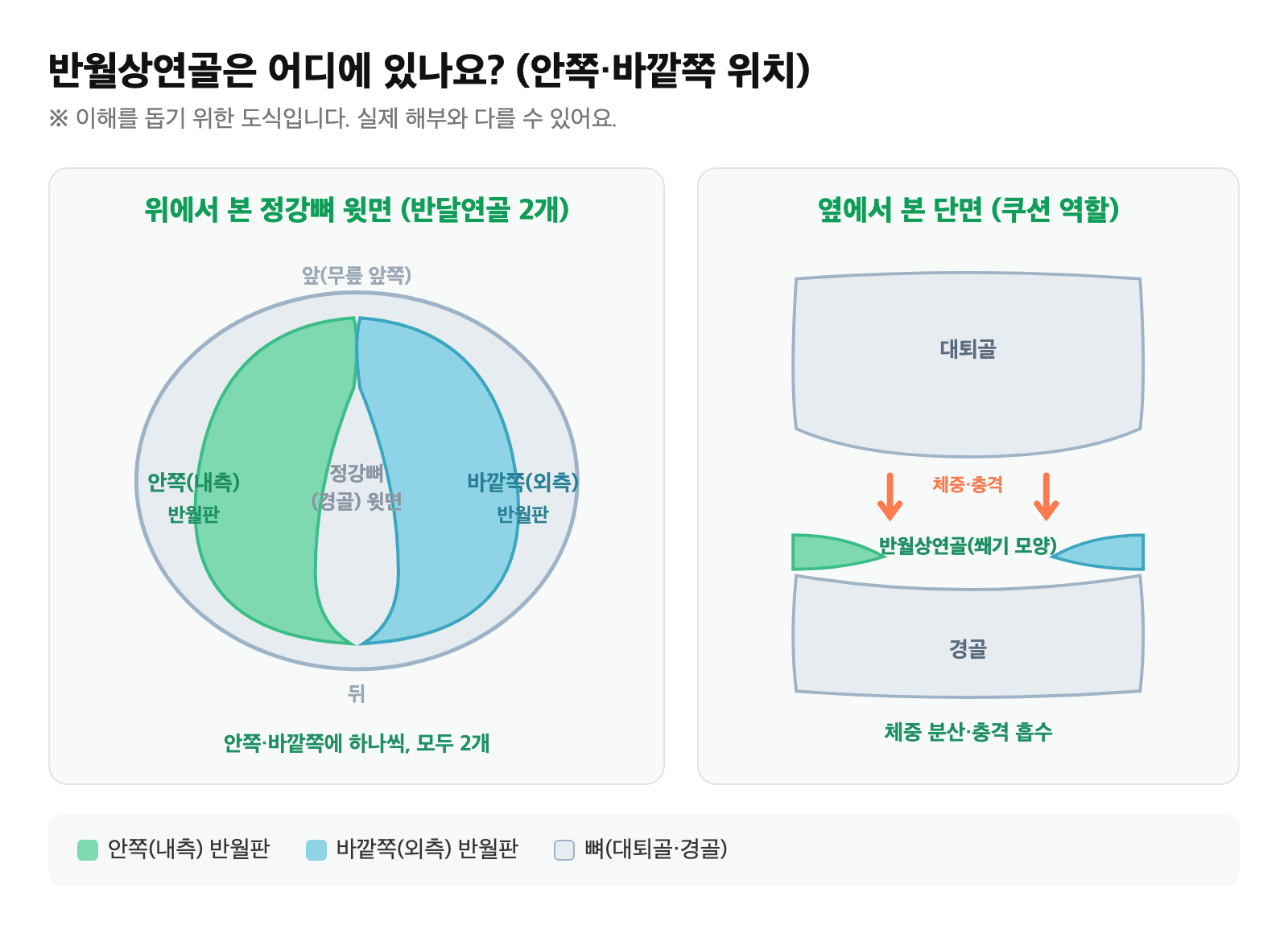 무릎 속 안쪽·바깥쪽 반월상연골의 위치와 충격 흡수 쿠션 역할을 단순화한 도식