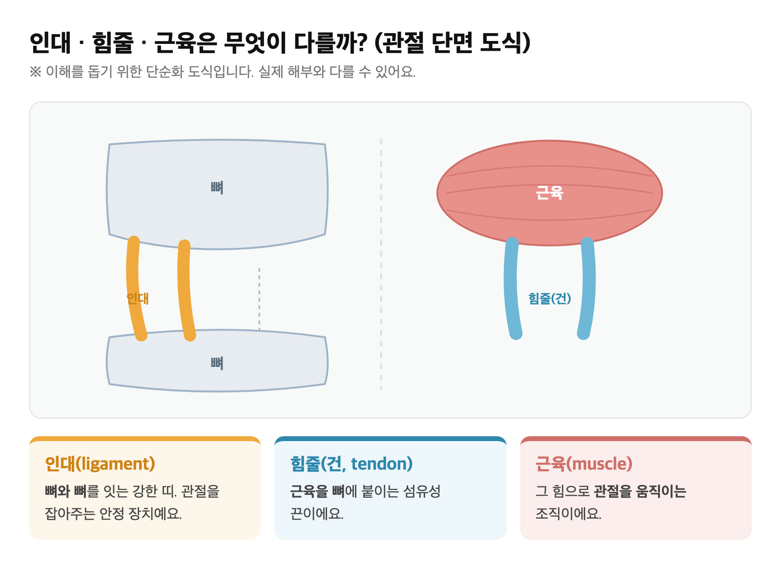 뼈와 뼈를 잇는 인대, 근육을 뼈에 붙이는 힘줄, 관절을 움직이는 근육의 위치를 단순화해 보여주는 해부 도식