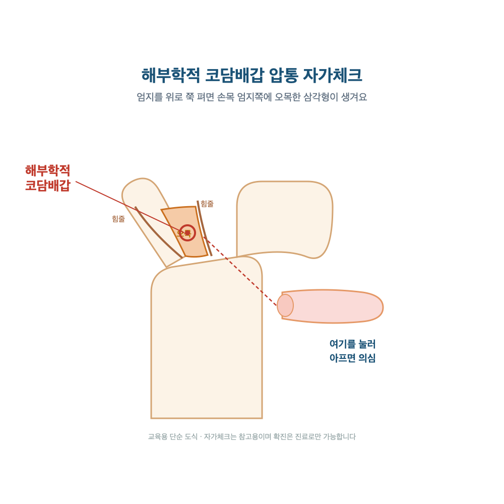 엄지를 위로 폈을 때 손목 엄지쪽에 생기는 해부학적 코담배갑(오목한 삼각형)의 위치와, 그 부위를 눌러 압통을 확인하는 자가체크를 단순화한 도식